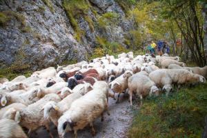 Diploma: Jasim Suljanovic, Na poti